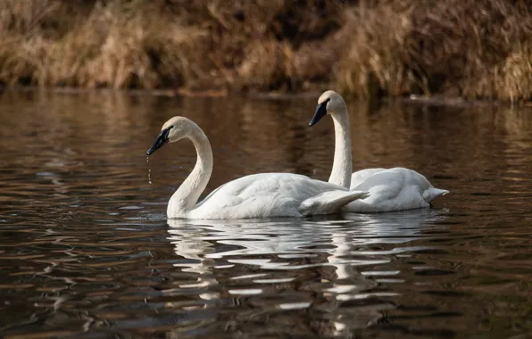 Water, shore, pair, white, swans