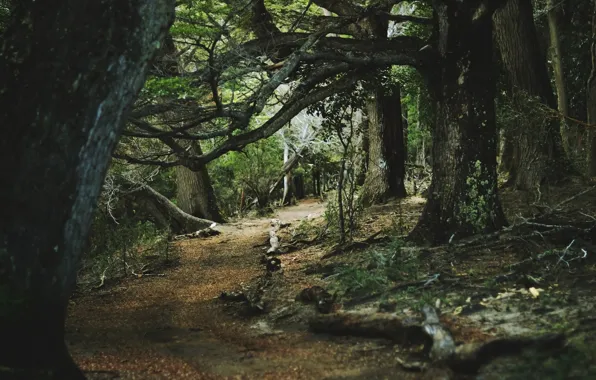 Forest, summer, trees, path, lichen