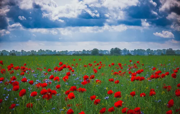 Summer, the sky, clouds, flowers, blue, Maki, meadow, red