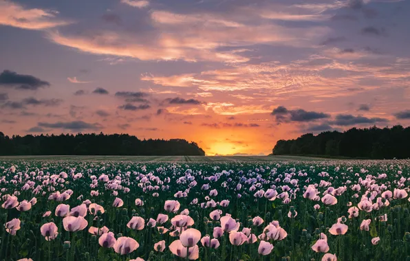 Field, forest, summer, the sun, clouds, sunset, flowers, Maki