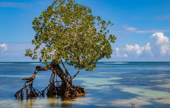 Picture coast, Paradise, Dominican Republic, Samana, mangrove tree