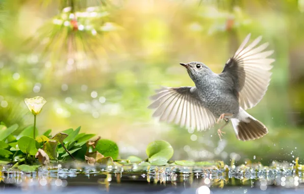 Picture leaves, water, nature, tropics, bird, bokeh