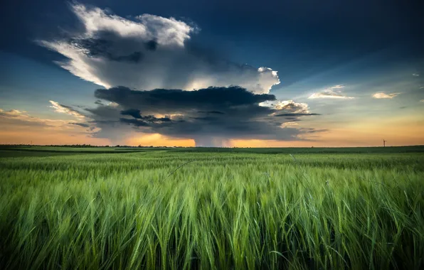 Field, the sky, landscape, clouds, nature, ears, Robert Kropacz