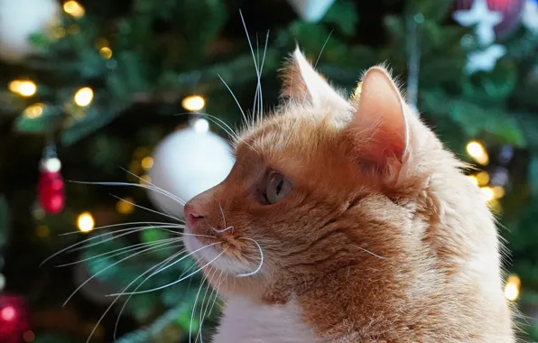 Picture muzzle, bokeh, Christmas tree, red cat