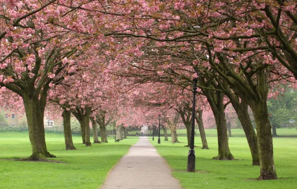 Trees, flowers, branches, nature, cherry, Park, tree, spring