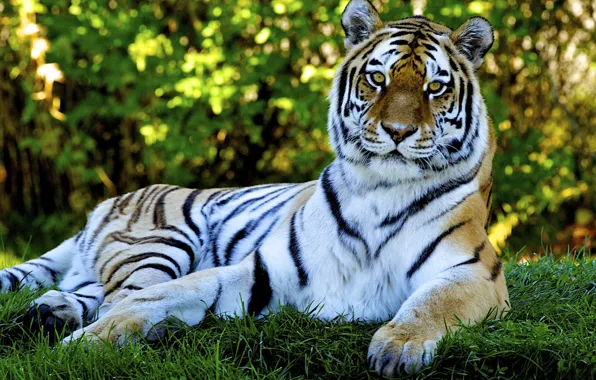 Picture cat, grass, nature, tiger, predator, grass, nature, tiger