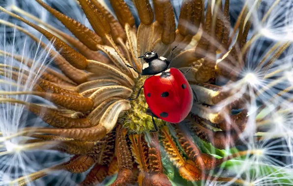 Flower, macro, dandelion, ladybug, beetle, stamens, insect
