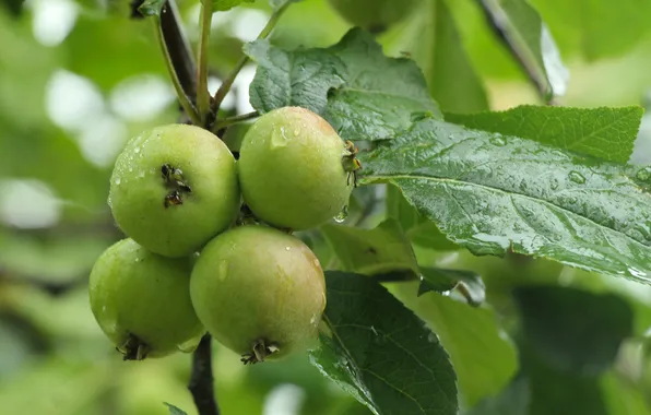 Apple, fruit, twig