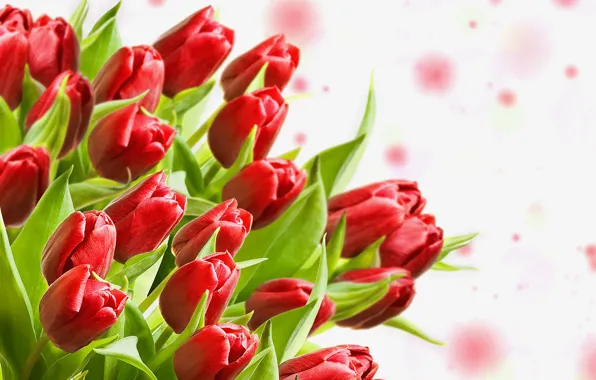 Bouquet, tulips, buds, leaves