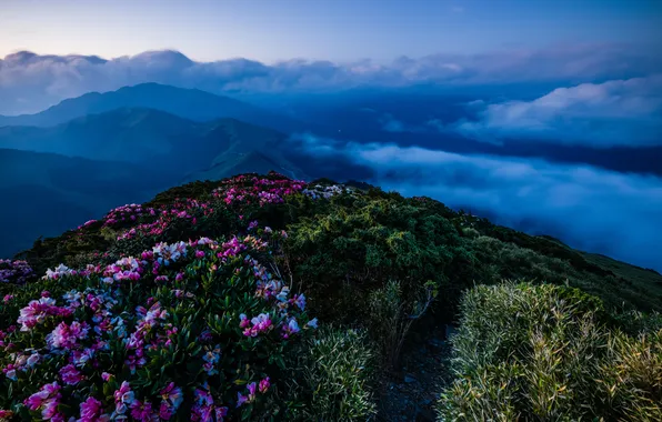 Flowers, mountains, fog, hills, the slopes, view, beauty, spring
