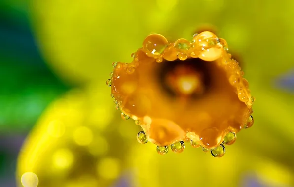 Picture flower, drops, macro, yellow, Rosa, background, Narcis