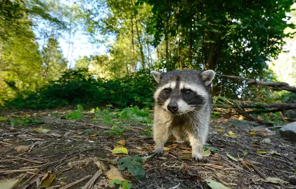 Picture forest, raccoon, cub