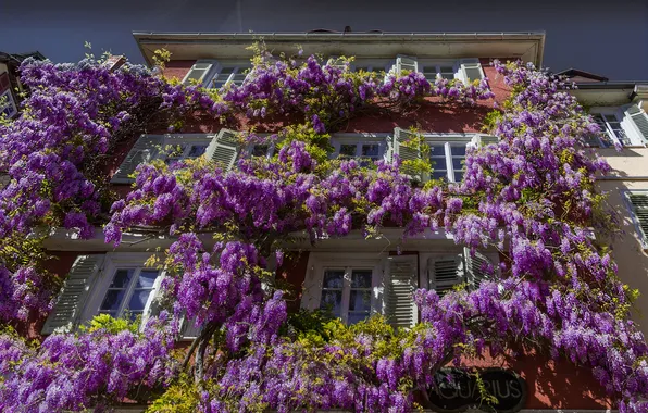 Picture the sky, flowers, house, Windows, Wisteria