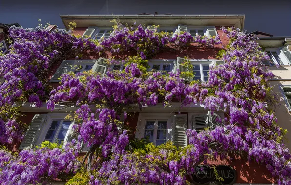The sky, flowers, house, Windows, Wisteria