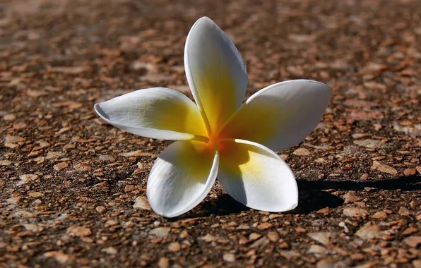 White, flower, petals, plumeria