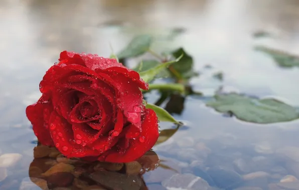 Flower, drops, rose, red