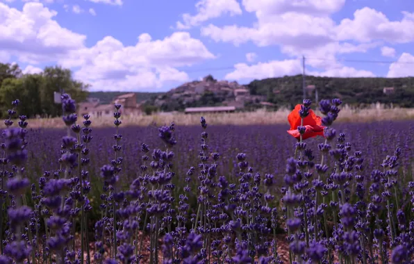 Picture field, summer, the sky, clouds, flowers, Mac, lavender, lavender field