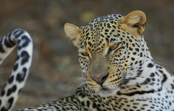 Face, pose, background, portrait, leopard, tail, bokeh