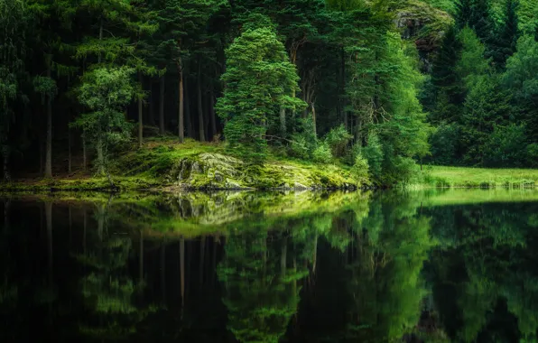 Picture forest, trees, lake, reflection, river