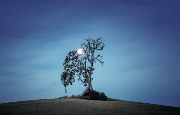 Picture night, tree, the moon