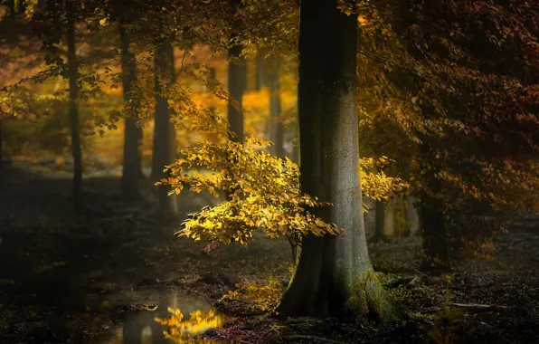 Autumn, forest, trees, puddle