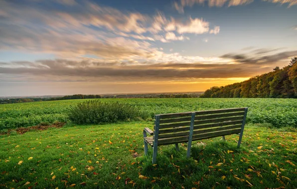 Picture field, nature, bench