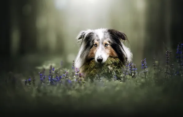 Summer, each, dog