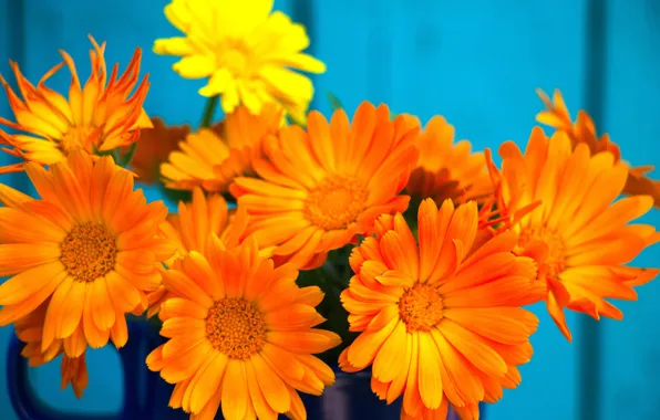 Flowers, background, Wallpaper, bouquet, marigolds, calendula, orange flowers, minbucket