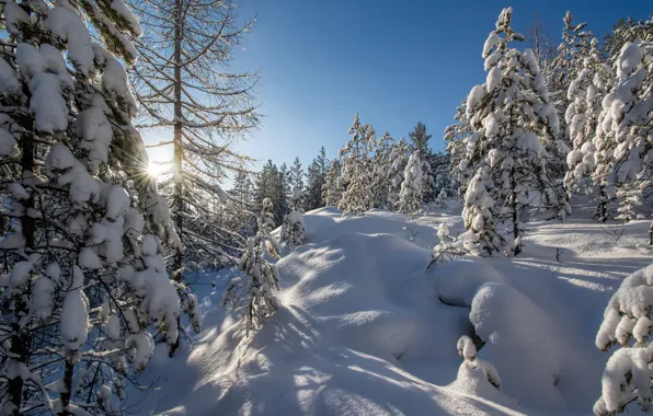 Picture winter, forest, snow, trees, the snow, Russia, Vladimir Bormotov