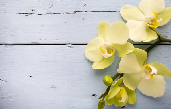 Yellow, Orchid, flowers, orchid