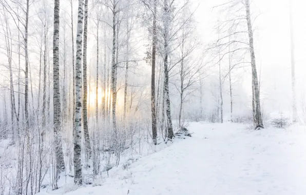 Winter, forest, snow, morning