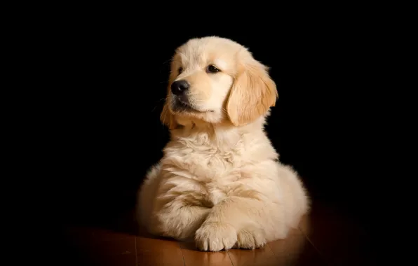 Portrait, dog, puppy, the dark background, Golden Retriever, Golden Retriever