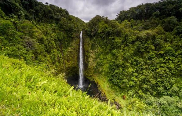 Picture greens, tropics, rocks, waterfall, jungle, Hawaii, Big Island, Akaka Falls