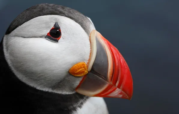 Macro, bird, head, beak, Atlantic puffin, Puffin