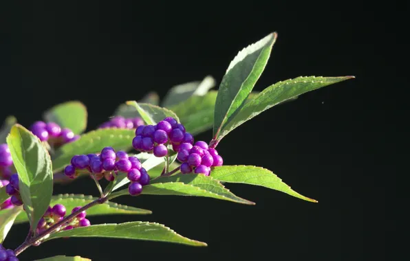 Picture leaves, macro, berries, lilac, branch