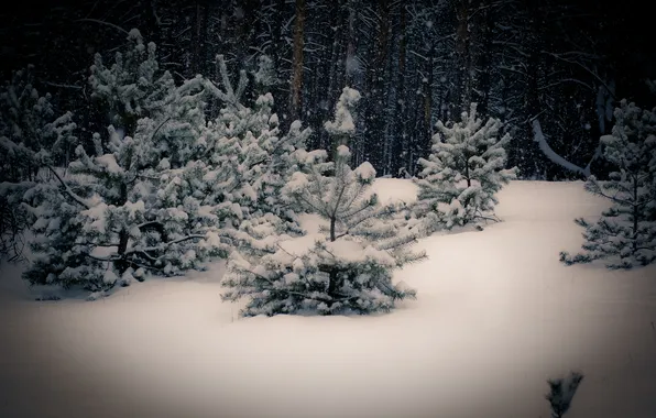 Winter, snow, spruce