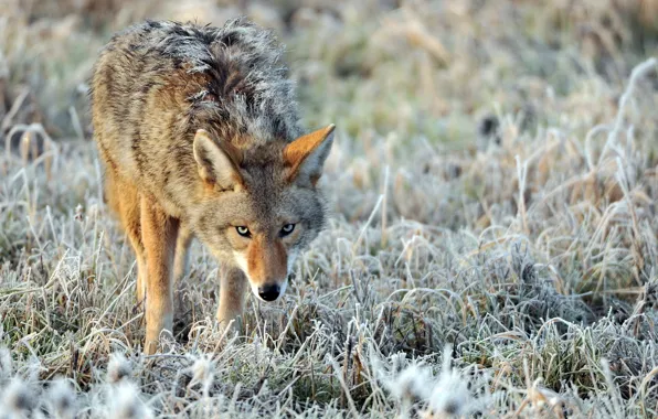 Frost, grass, nature, blur, lonely, coyote, frost, anxious look
