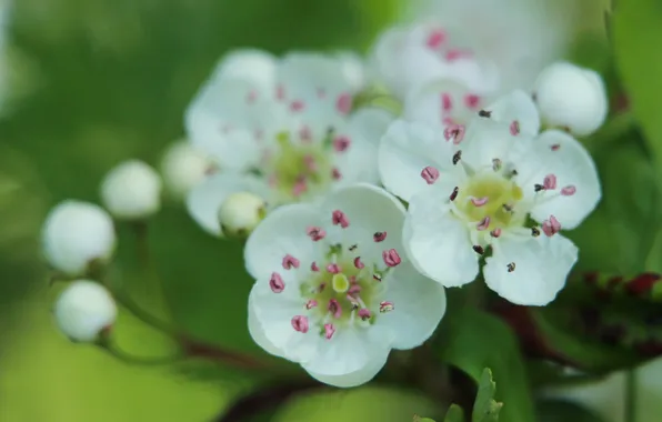 White, flower, blooming