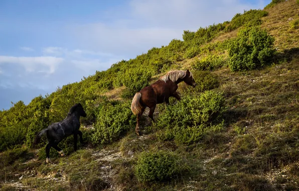 Picture grass, mountains, horse, slope, the bushes