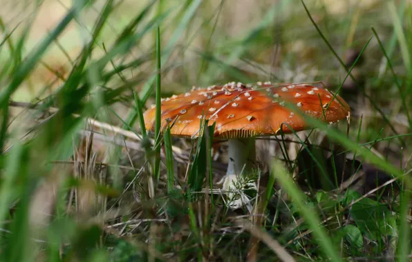 Autumn, grass, mushrooms, mushroom