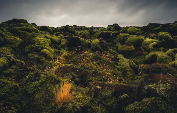 Picture stones, moss, Iceland, Iceland, Eldraun, Lava Field