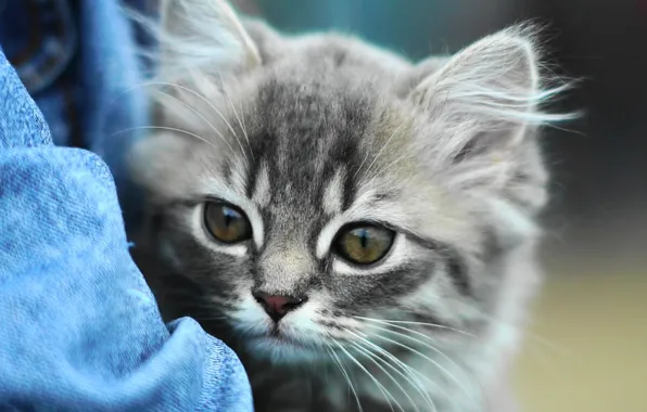 Look, kitty, eyes, cute