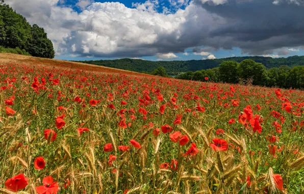 Field, summer, flowers, Maki, slope, meadow, red, a lot
