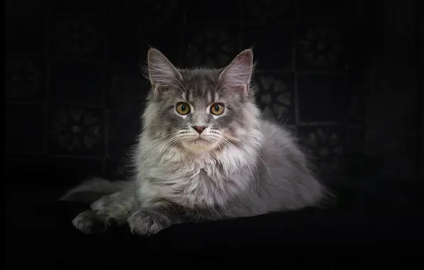 Cat, cat, look, portrait, muzzle, the dark background, Maine Coon