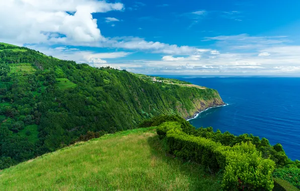 Sea, greens, forest, summer, grass, clouds, mountains, blue