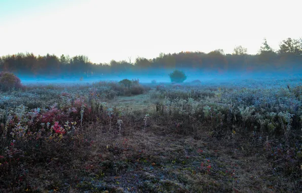 Picture frost, field, the sky, grass, trees, fog, morning, meadow