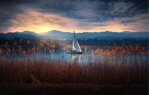 Lake, boat, reed