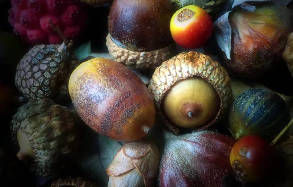 Picture autumn, fruit, nuts, acorn
