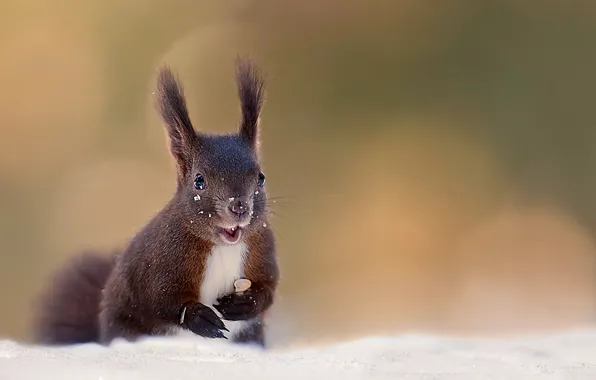 Snow, nature, protein