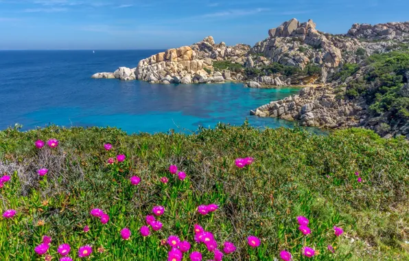 Picture flowers, beauty, nature, coast, landscape